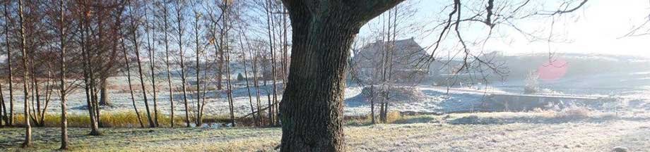 Eichenbaum in der winterlichen Landschaft in Kosel