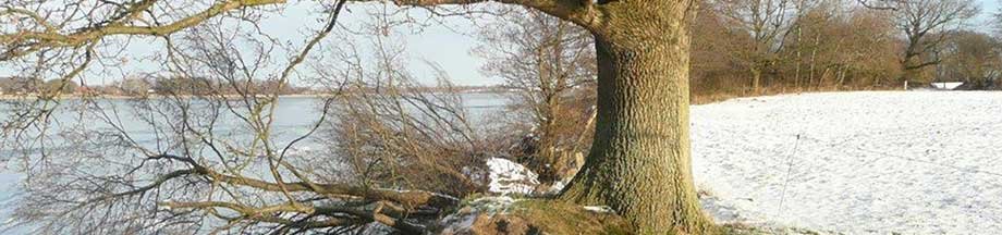 Abbruchkante an der winterlichen Schlei bei Windstille nahe Hakenhöft