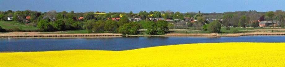 Rapsfeld am Ornumer Noor mit Blick Richtung Bohnert