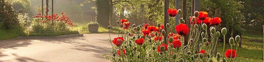 Friedhof in Bohnert in der Sommersonne mit Mohnblumen