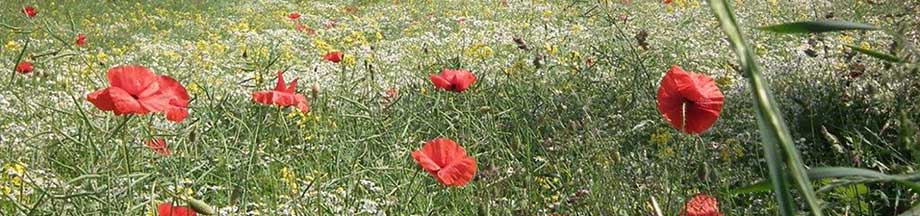 Herrliche rote Mohnblumen auf einem verblühtem Rapsfeld