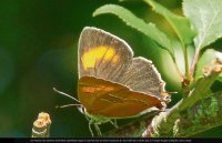 Neue Heimat für 26 Schmetterlingsarten