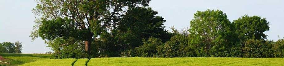 Blick über ein frühsommerliches Rapsfeld