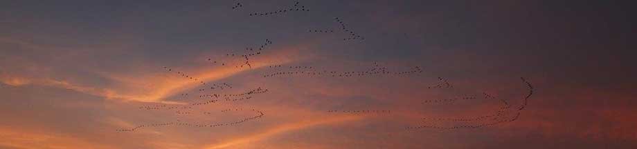 Vogelflugformationen im roten Abendhimmel nahe Kosel
