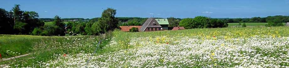 Sommerwiese in Bohnertfeld mit typischem Bauernhof im Hintergrund