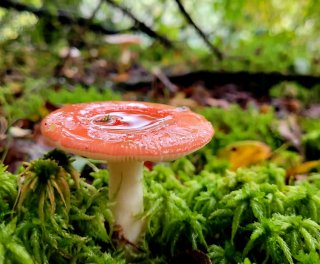 Kirschroter Spei-Täubling